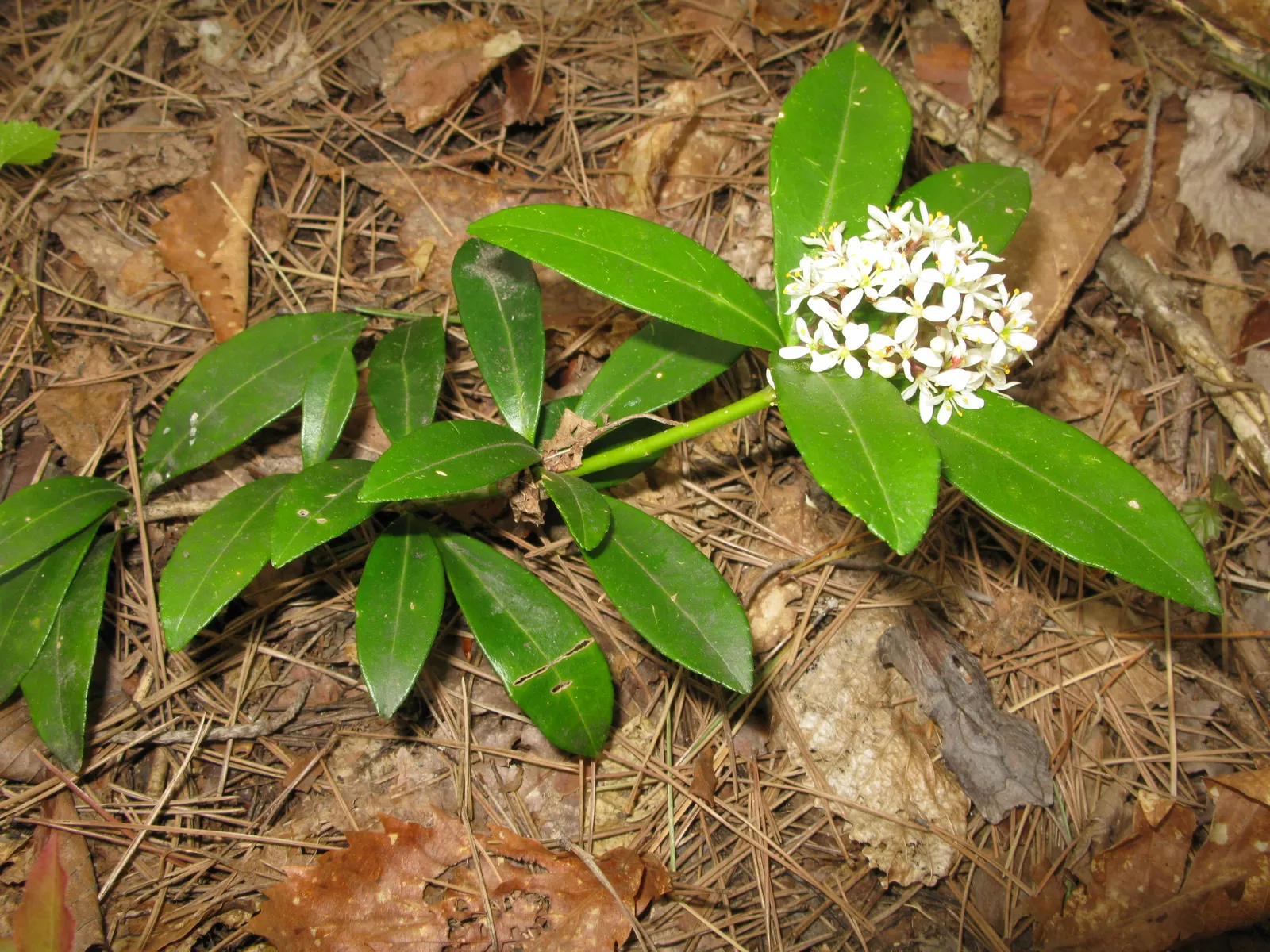 Japanese Skimmia (Skimmia Japonica) — Routine maintenance includes removing any dead or damaged branches and mulching to conserve moisture; glossy leaves and