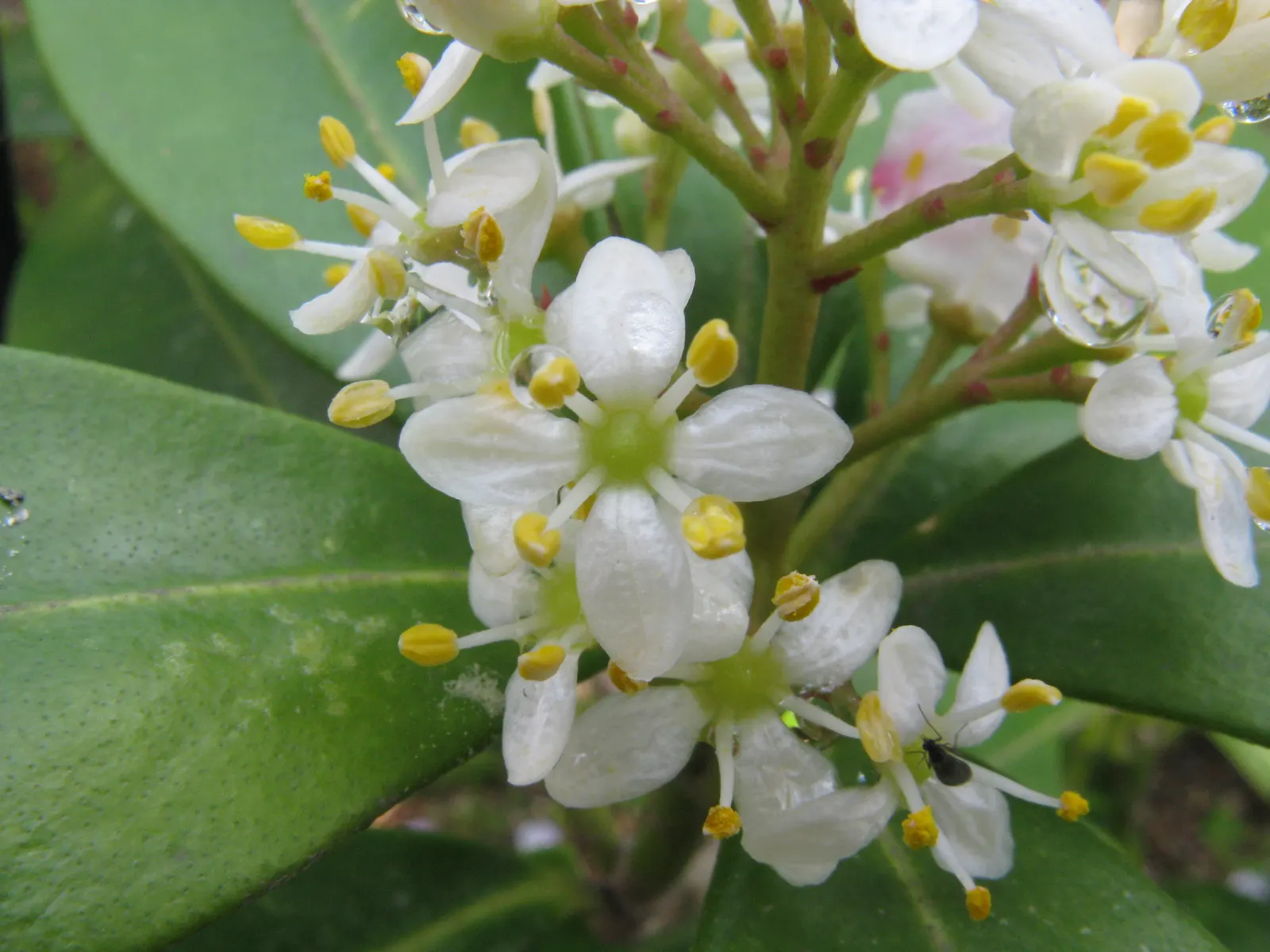 Japanese Skimmia (Skimmia Japonica) — Red berries adorn female plants if males are present; broadleaf evergreen / shrub with white blooms
