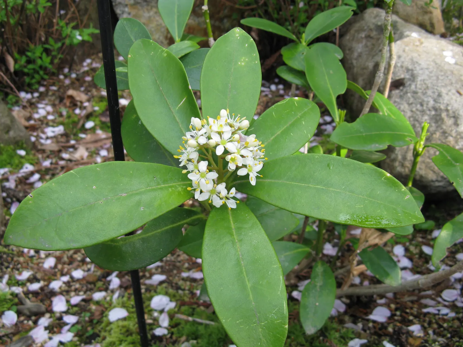 Japanese Skimmia (Skimmia Japonica) — aromatic fragrance.<br><br>In late winter to early spring; emitting a sweet and subtle perfume