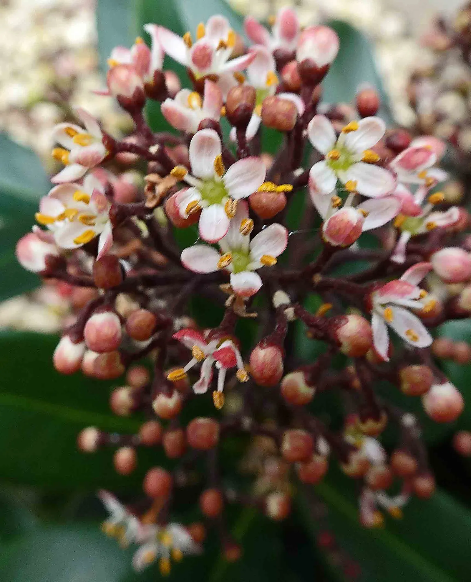 Japanese Skimmia (Skimmia Japonica) — broadleaf evergreen / shrub for half or shade
