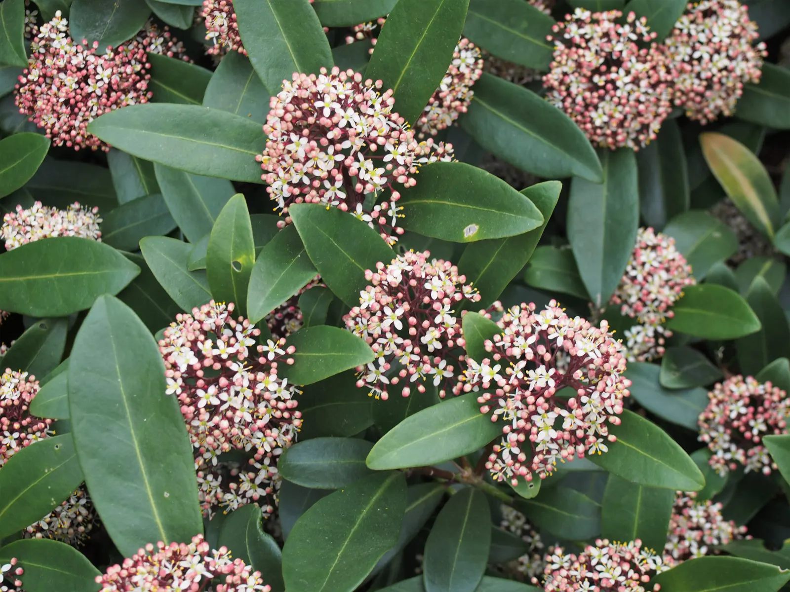 Japanese Skimmia (Skimmia Japonica) — glossy leaves and fragrant clusters of white blossoms; skimmia japonica exhibits a dense