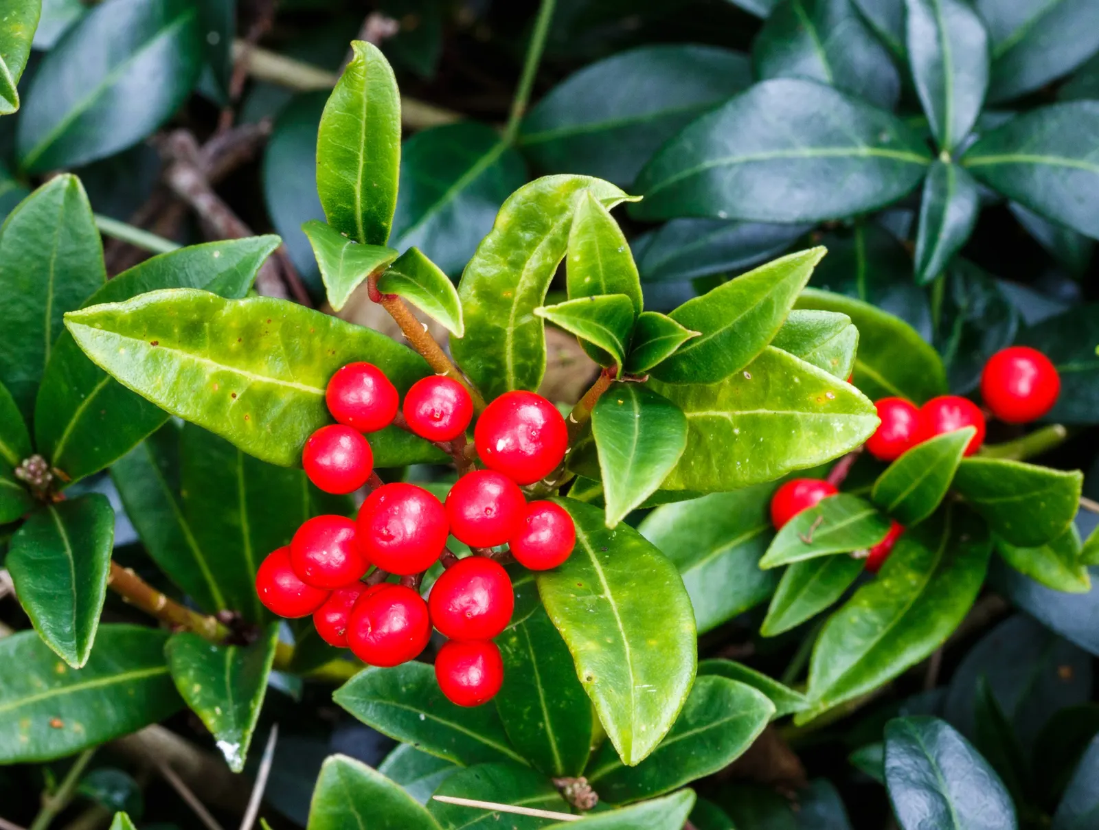 Japanese Skimmia (Skimmia Japonica) — rounded habit that renders it an excellent choice for foundation plantings and mixed borders