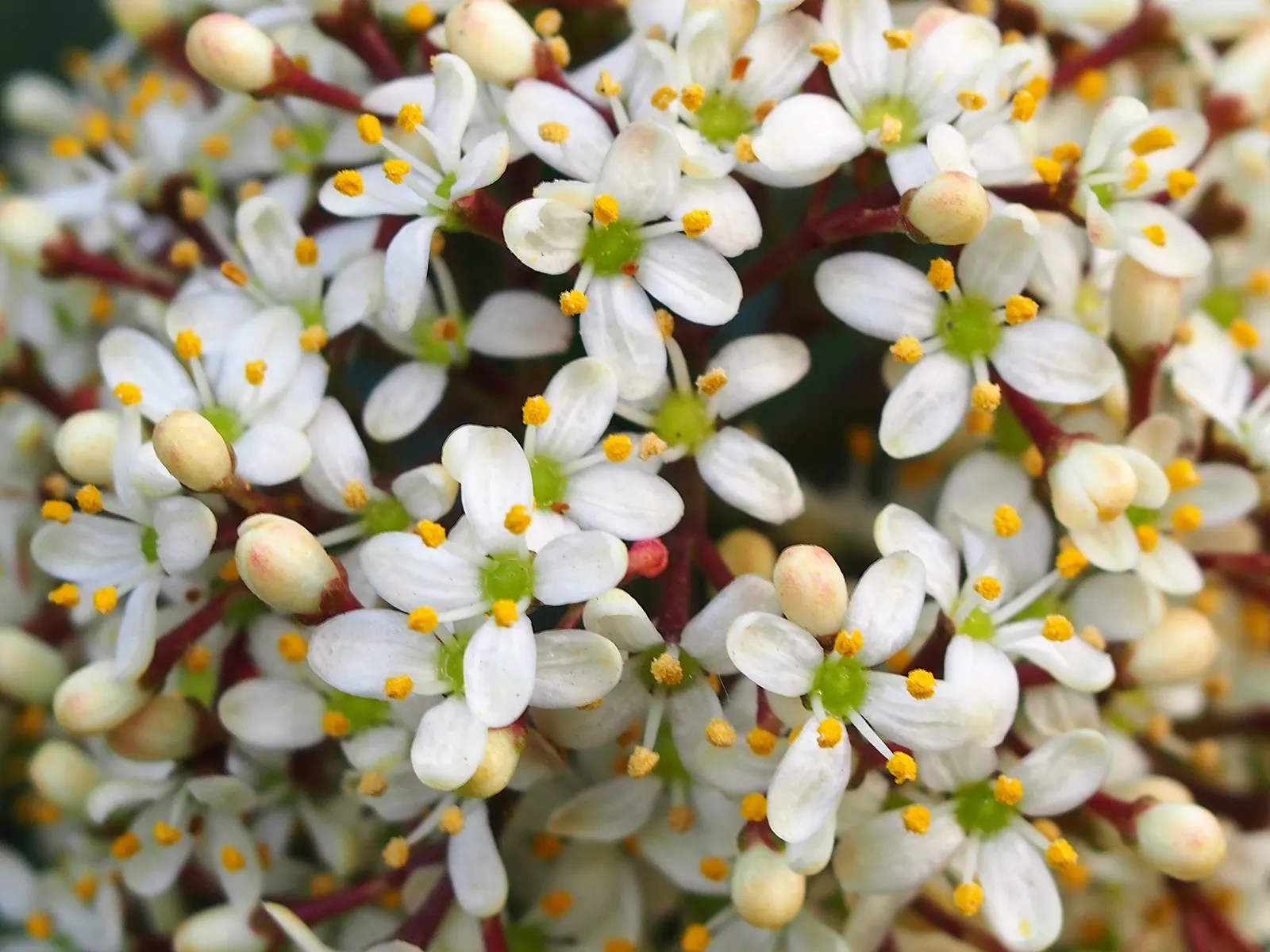 Japanese Skimmia (Skimmia Japonica) — although it grows at a relatively slow rate.<br><br>Esteemed for its glossy; this species produces tight, image 62