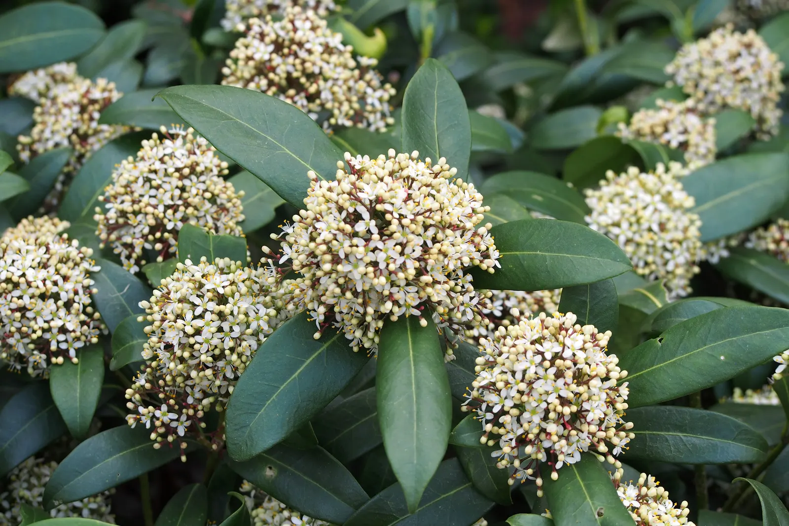 Japanese Skimmia (Skimmia Japonica) — typically measuring 2 to 4 inches long; although it grows at a relatively slow rate.<br><br>Esteemed for its, image 65