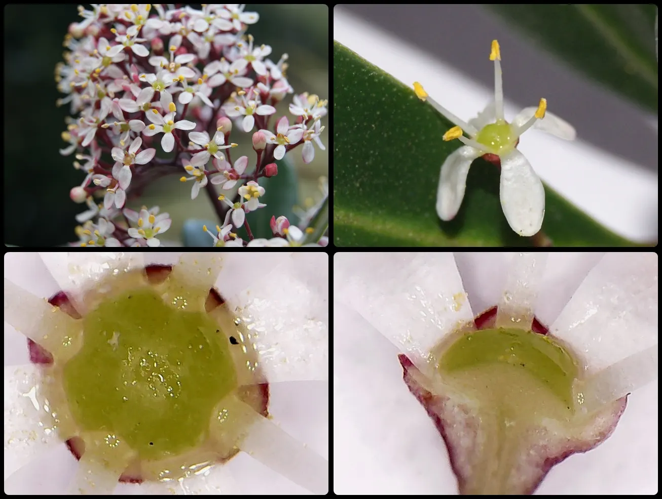 Japanese Skimmia (Skimmia Japonica) — if a male is present for pollination; broadleaf evergreen / shrub for half or shade, image 71