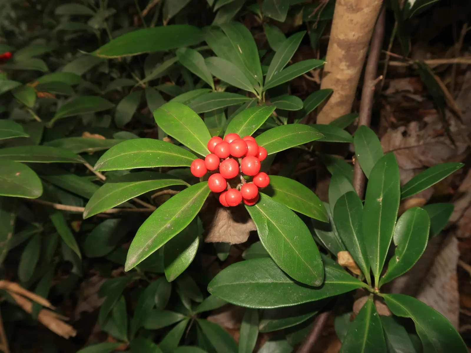 Japanese Skimmia (Skimmia Japonica) — rounded habit that renders it an excellent choice for foundation plantings and mixed borders; ideal in partial to full