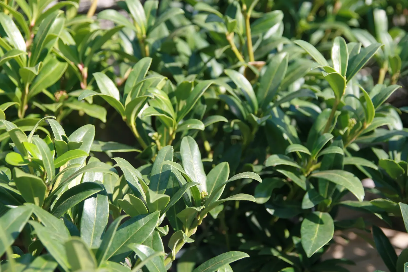 Japanese Skimmia (Skimmia Japonica) — typically measuring 2 to 4 inches long