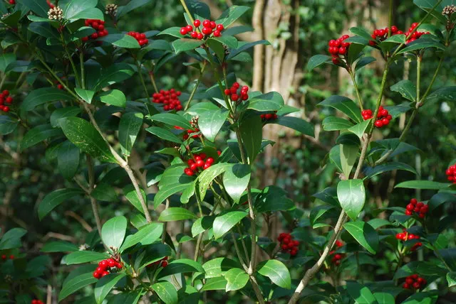 Japanese Skimmia (Skimmia Japonica) — aromatic fragrance.<br><br>In late winter to early spring; emitting a sweet and subtle perfume, image 66