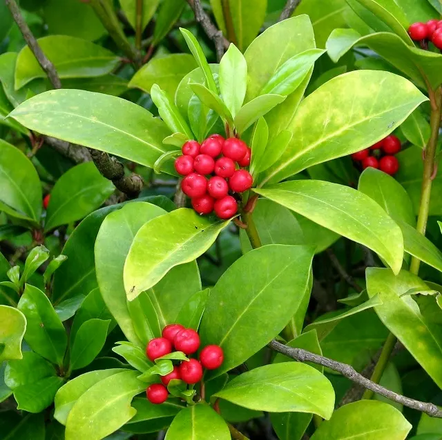 Japanese Skimmia (Skimmia Japonica) — It is hardy in USDA zones 6 through 9; is an evergreen shrub characterized by dark green