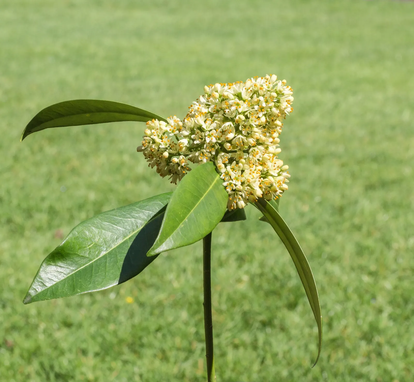 Japanese Skimmia (Skimmia Japonica) — Hardy in zones 6-8, it requires well-drained, acidic soil; low maintenance and deer resistant, this plant, image 57