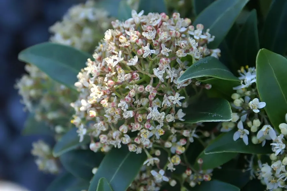 Japanese Skimmia (Skimmia Japonica) — rounded habit that renders it an excellent choice for foundation plantings and mixed borders; ideal in, image 64