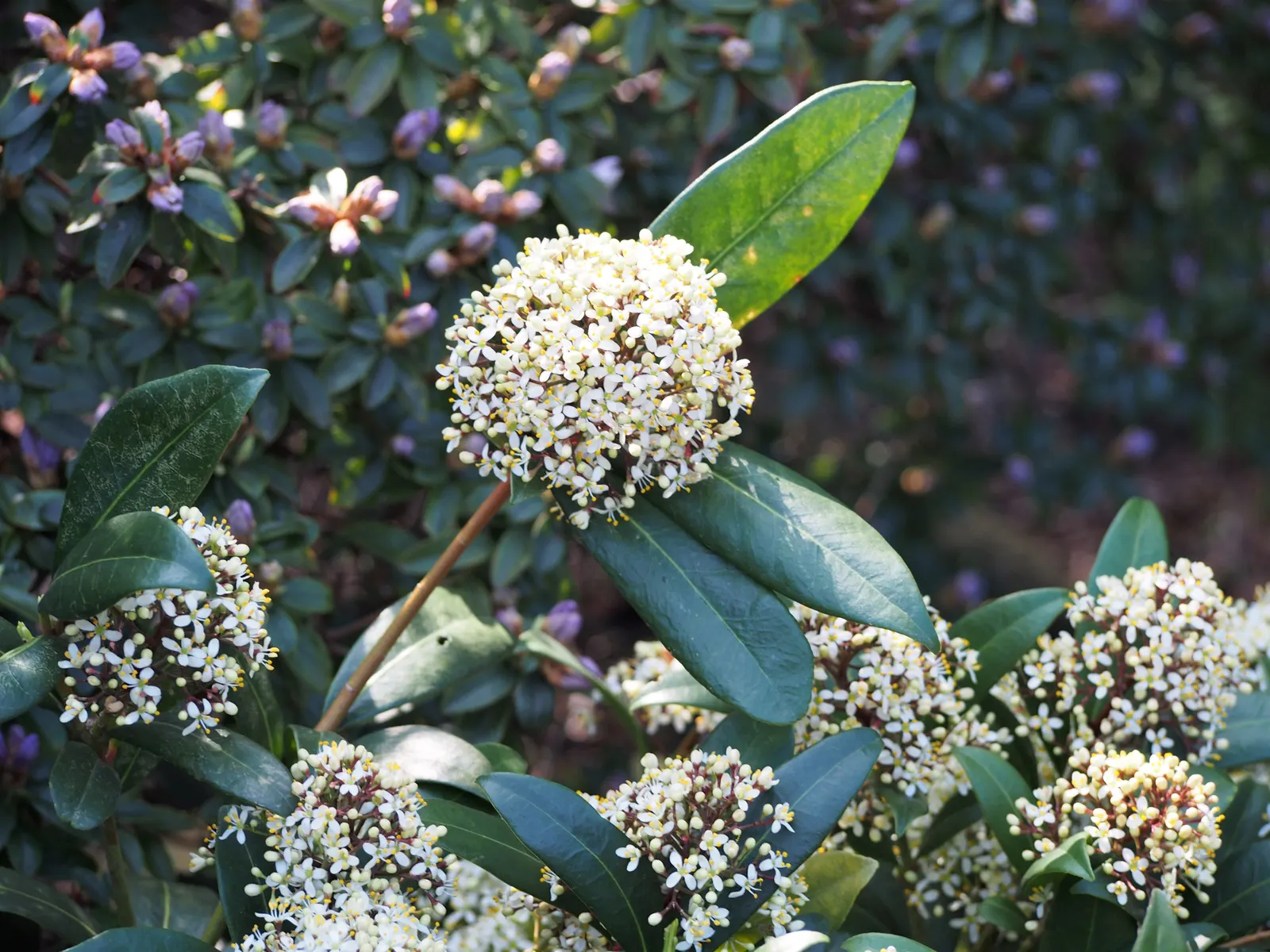 Japanese Skimmia (Skimmia Japonica) — emitting a sweet and subtle perfume