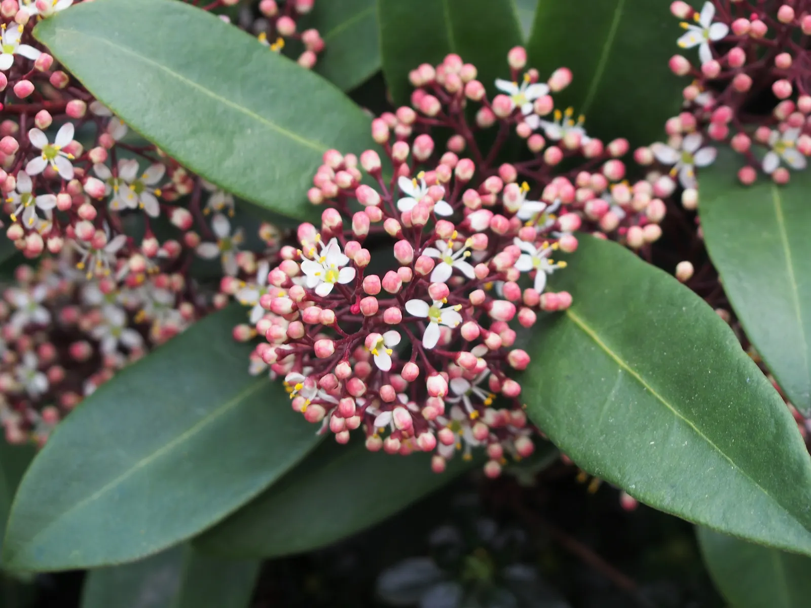 Japanese Skimmia (Skimmia Japonica) — broadleaf evergreen / shrub for half or shade; routine maintenance includes removing any dead or damaged branches and