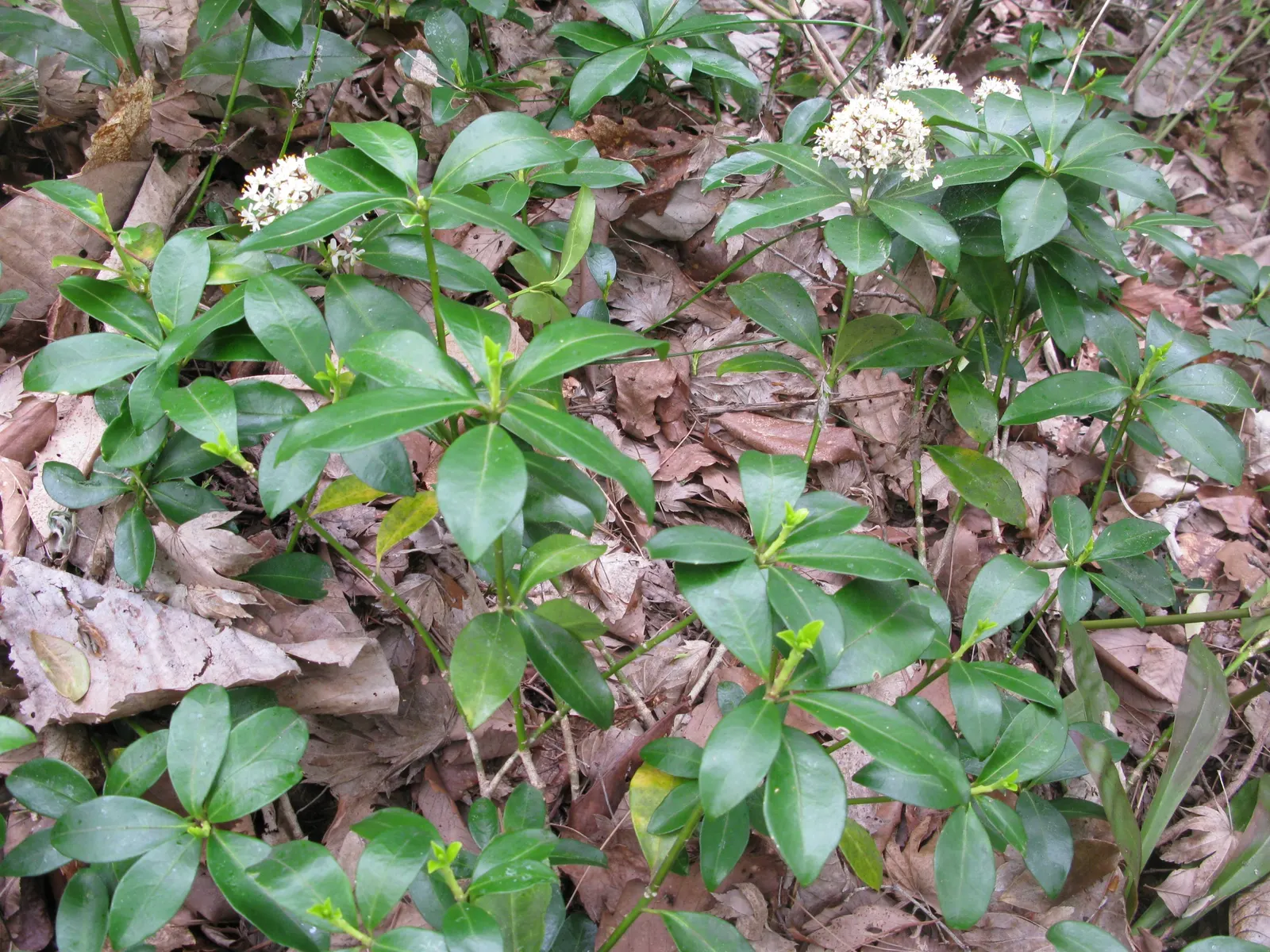 Japanese Skimmia (Skimmia Japonica) — Low maintenance and deer resistant, this plant excels in woodland gardens and shaded borders; typically, image 58