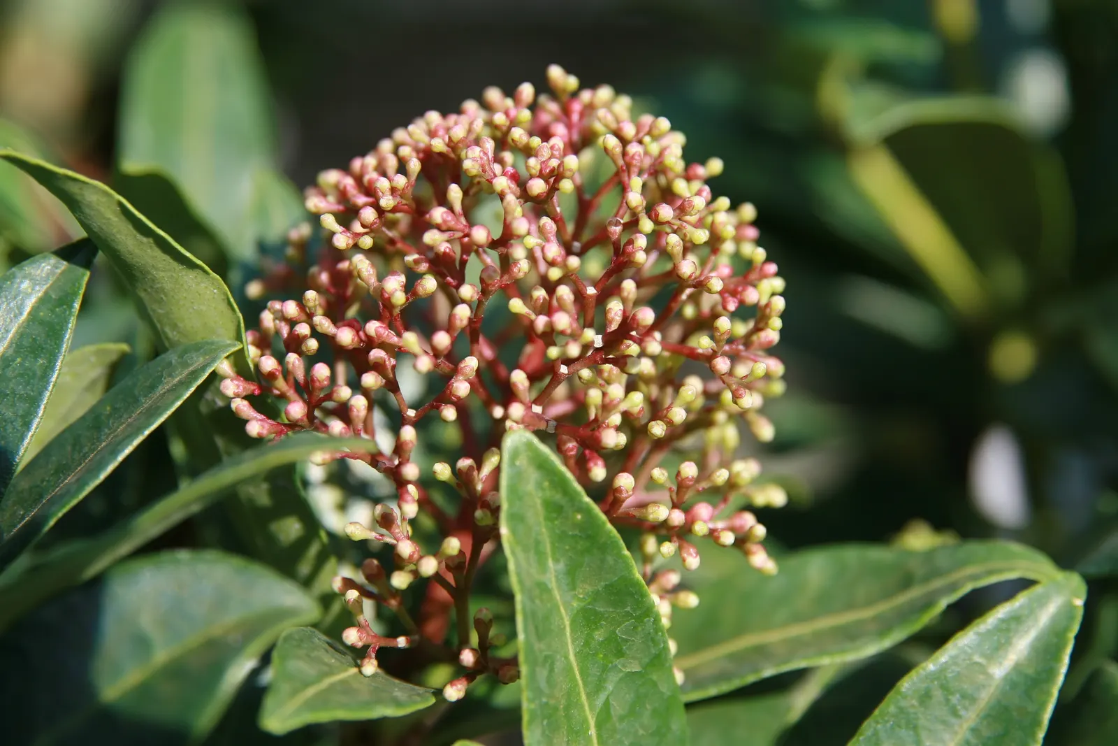 Japanese Skimmia (Skimmia Japonica) — This floral display not only adds a visual charm but also attracts a variety of pollinators; if a male is, image 70