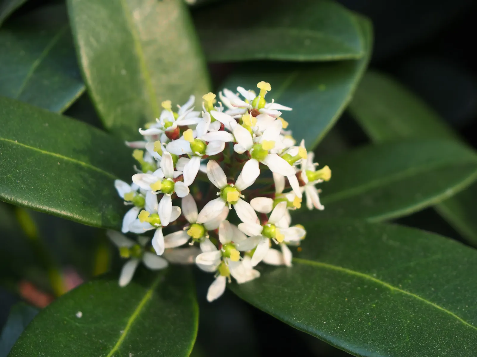 Japanese Skimmia (Skimmia Japonica) — is an evergreen shrub characterized by dark green; red berries adorn female plants if males are present, image 53