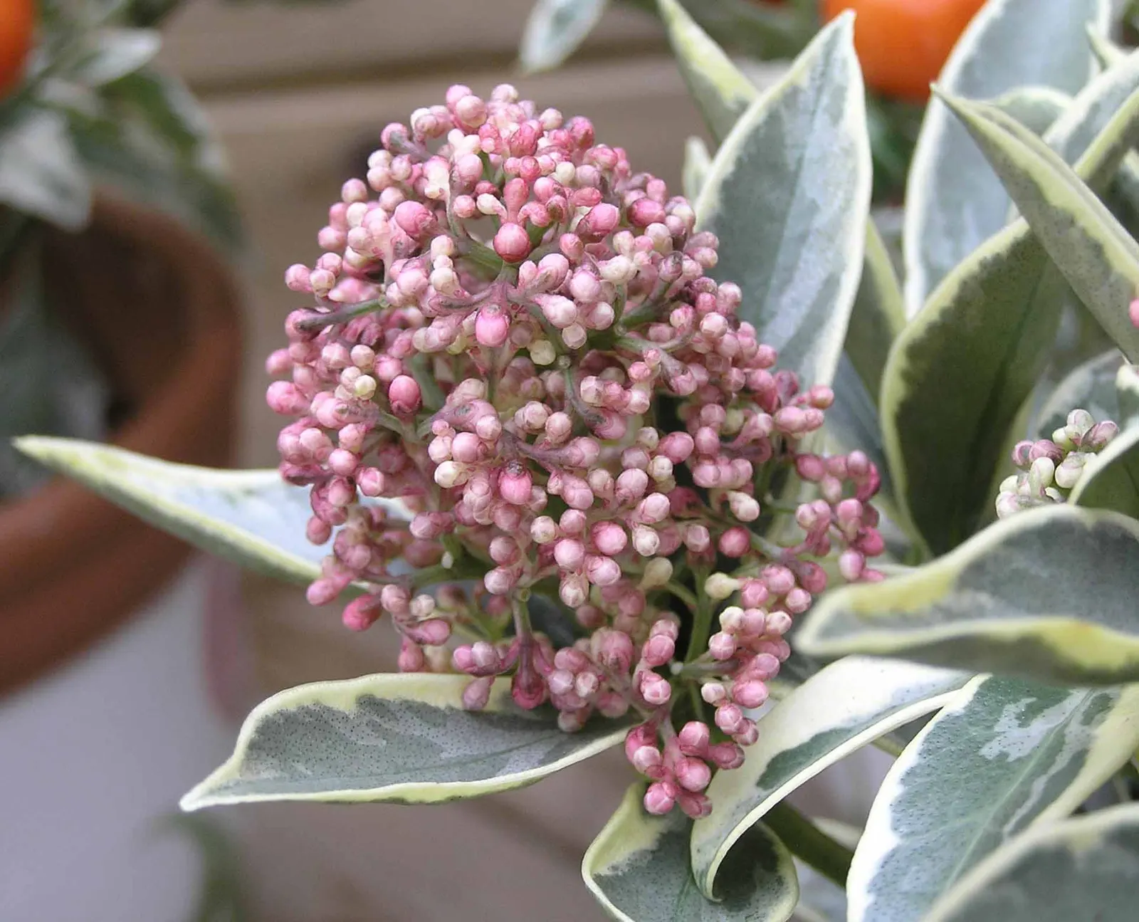 Japanese Skimmia (Skimmia Japonica) — This floral display not only adds a visual charm but also attracts a variety of pollinators