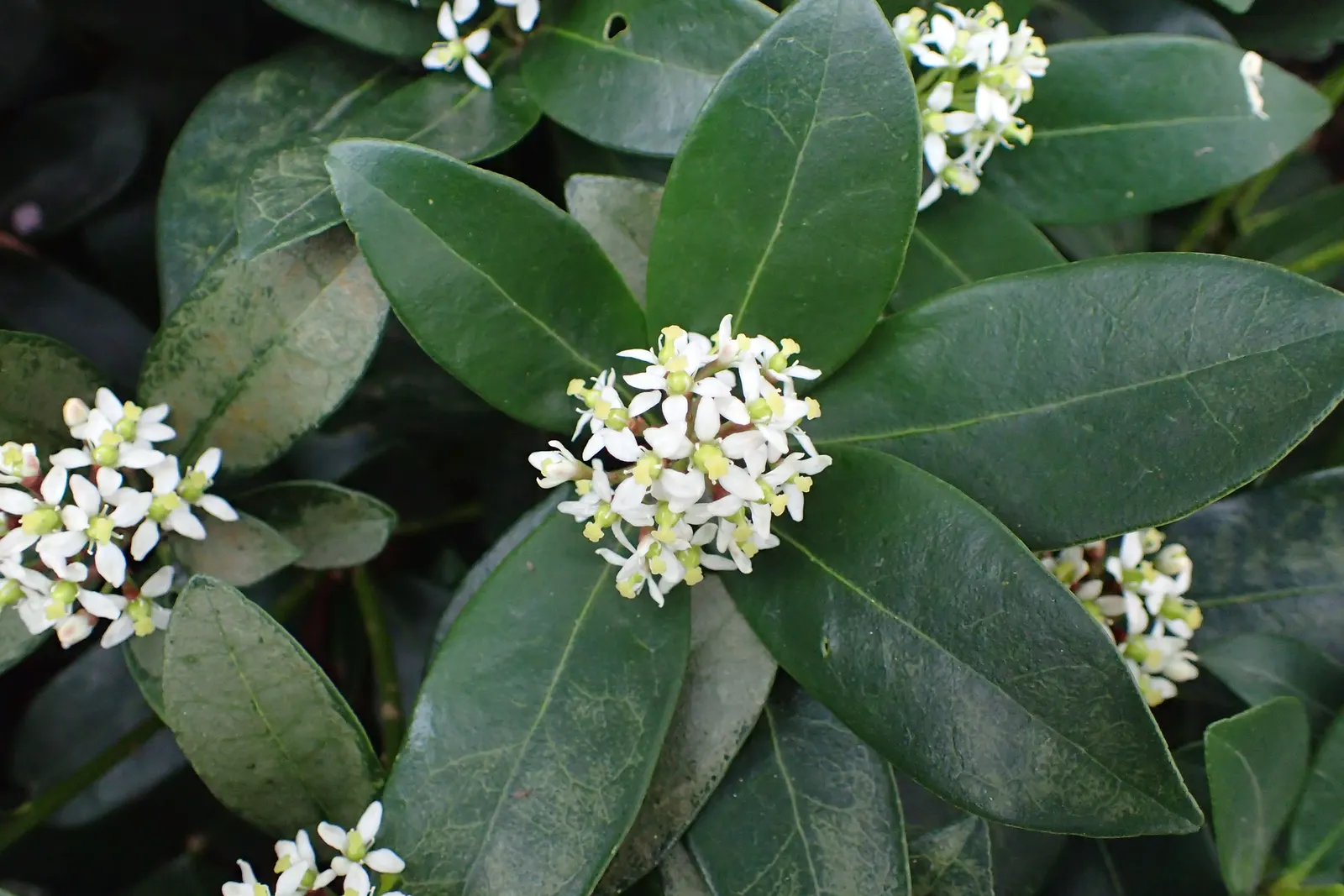 Japanese Skimmia (Skimmia Japonica) — Red berries adorn female plants if males are present