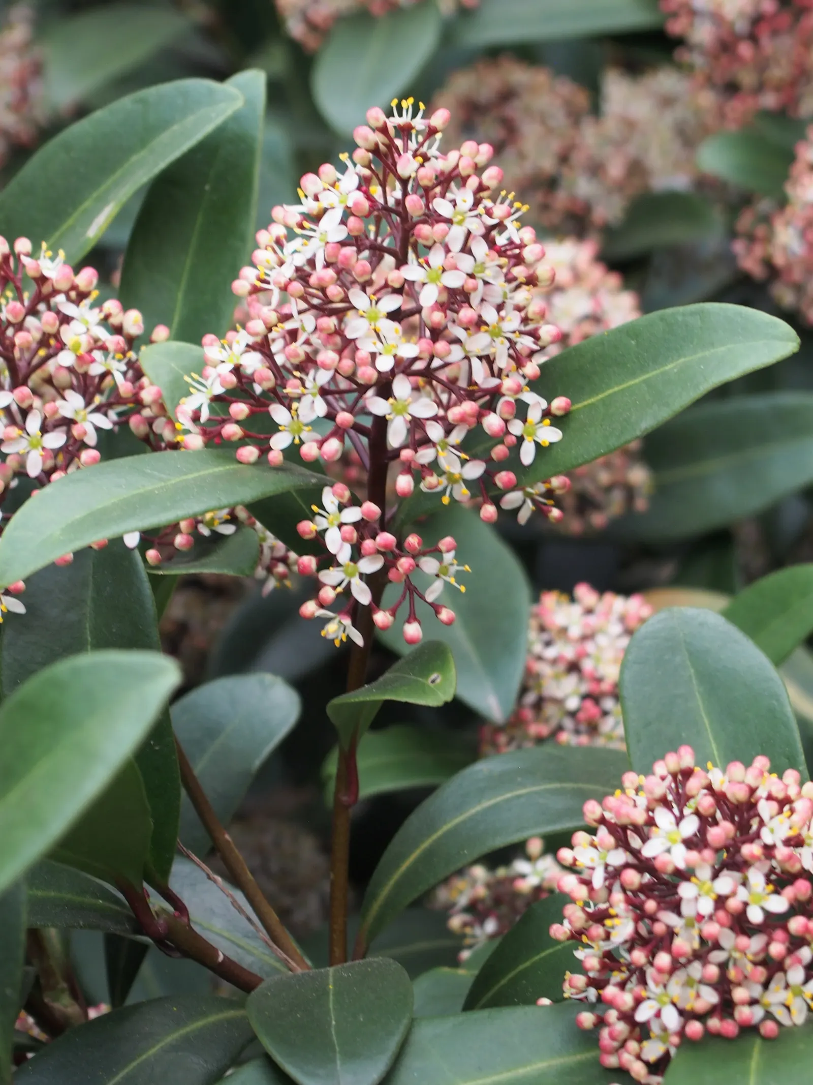 Japanese Skimmia (Skimmia Japonica) — Low maintenance and deer resistant, this plant excels in woodland gardens and shaded borders
