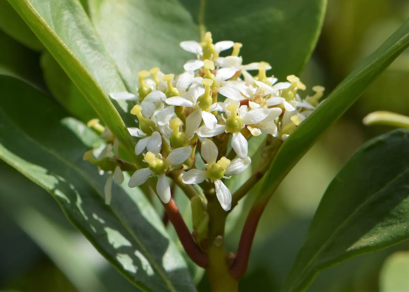Japanese Skimmia (Skimmia Japonica) — Ideal in partial to full shade, it reaches 4 to 6 ft in height and width