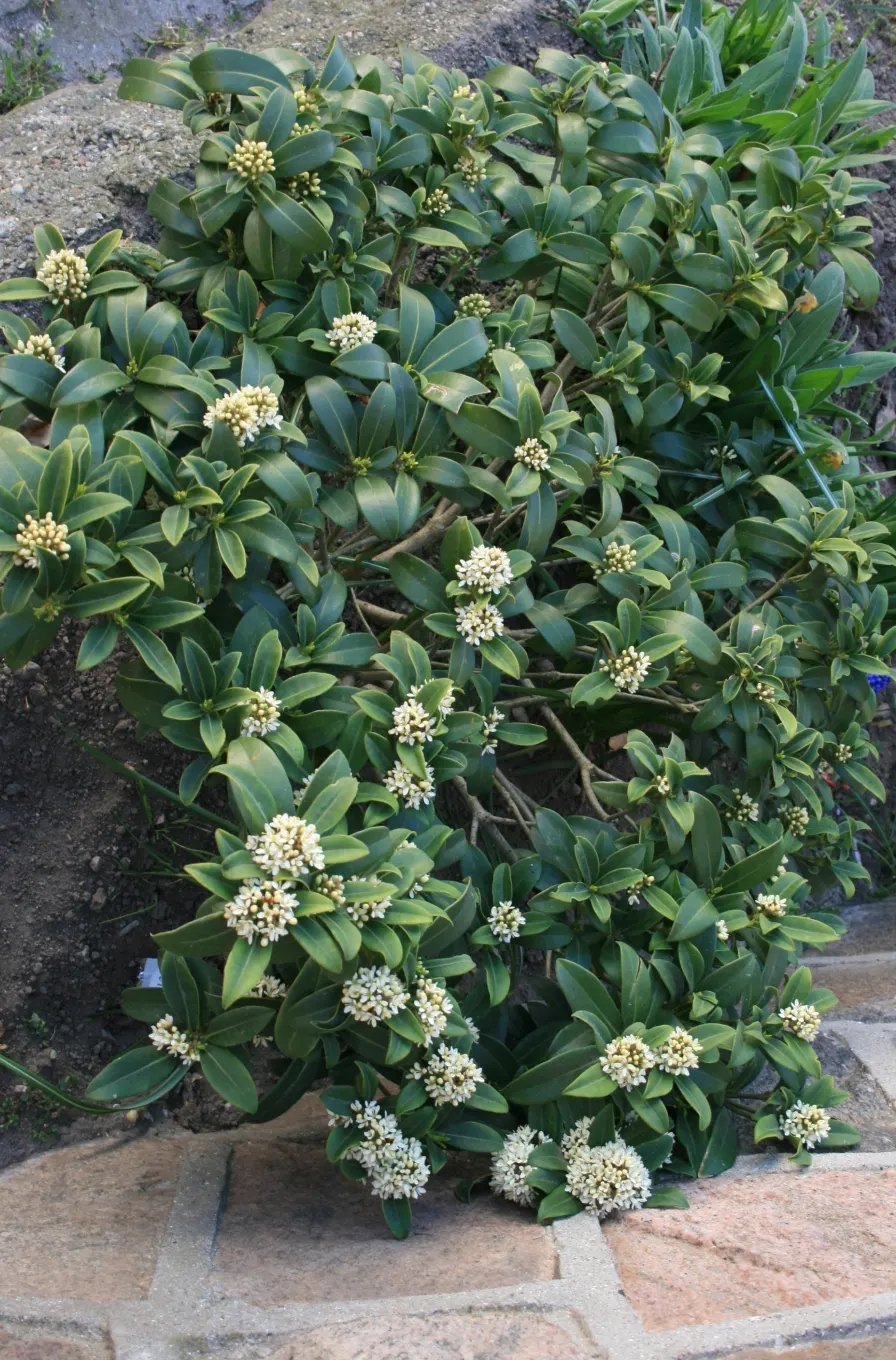 Japanese Skimmia (Skimmia Japonica) — For optimal health and appearance, it should be sheltered from harsh, drying winds and the hot afternoon sun; moderately