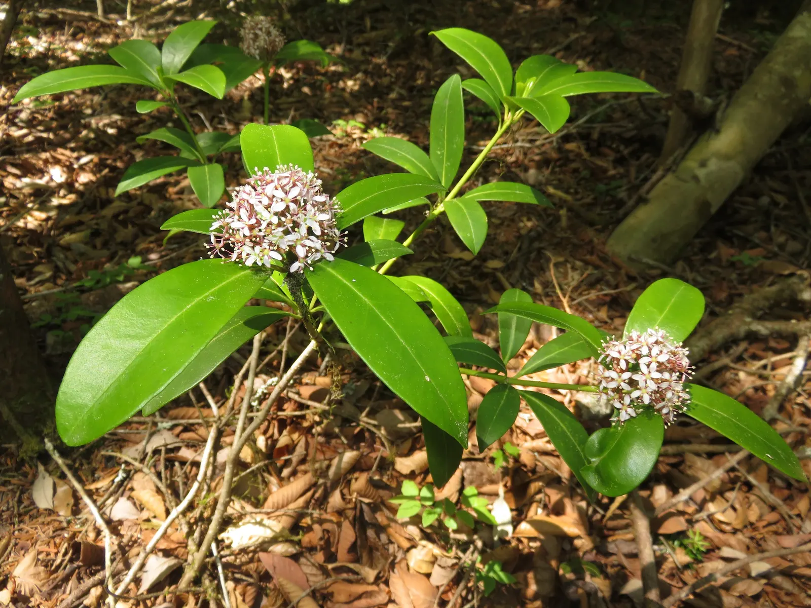 Japanese Skimmia (Skimmia Japonica) — although it grows at a relatively slow rate.<br><br>Esteemed for its glossy