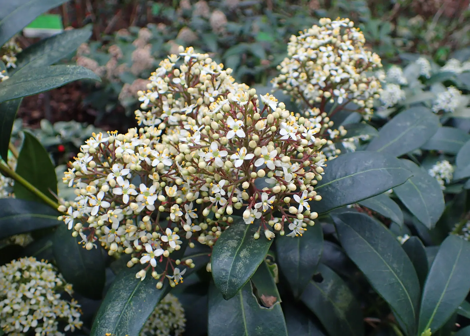 Japanese Skimmia (Skimmia Japonica) — Hardy in zones 6-8, it requires well-drained, acidic soil; low maintenance and deer resistant, this plant excels in