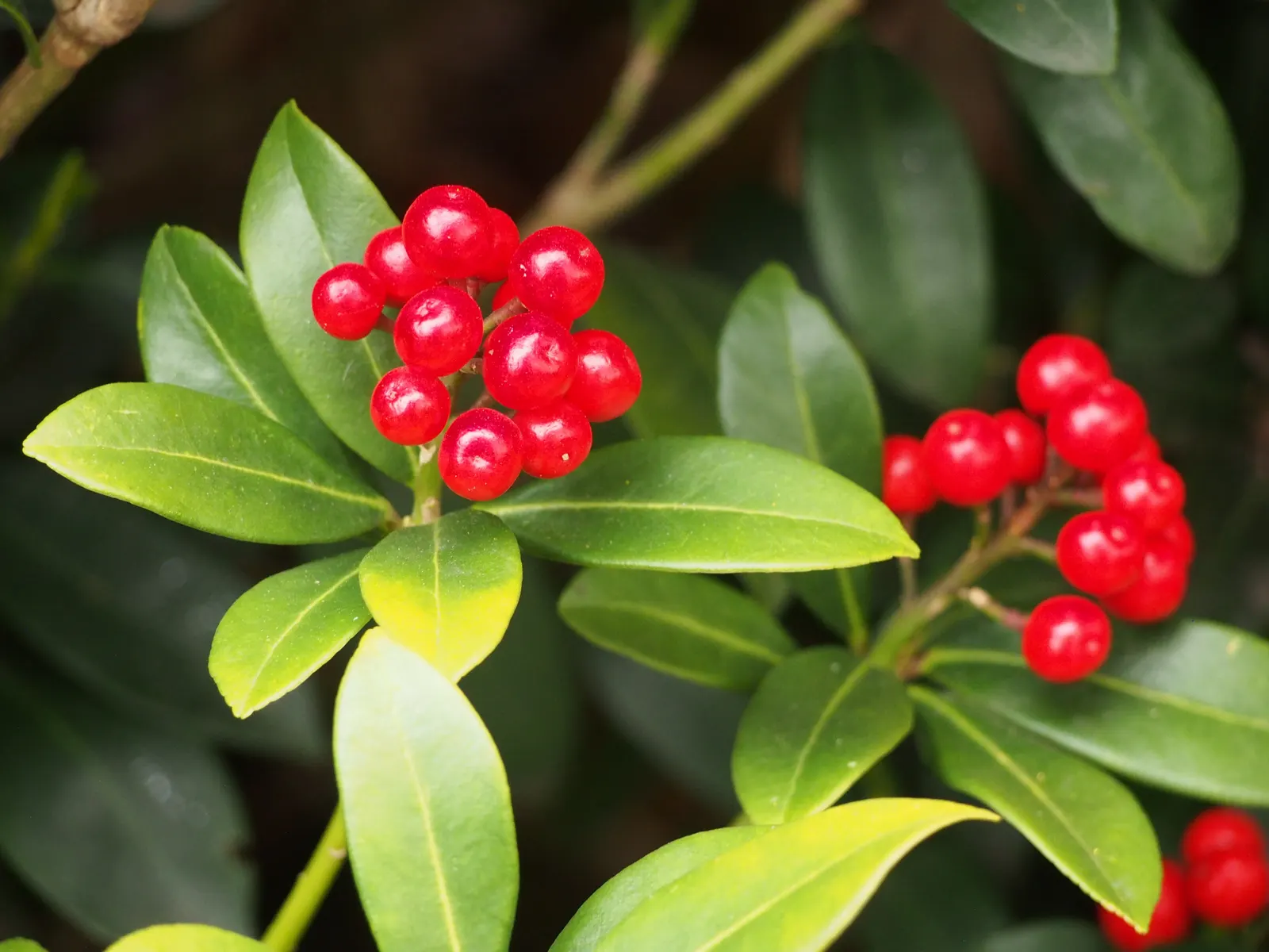 Japanese Skimmia (Skimmia Japonica) — which open to white or pale pink blossoms; hardy in zones 6-8, it requires well-drained, acidic soil