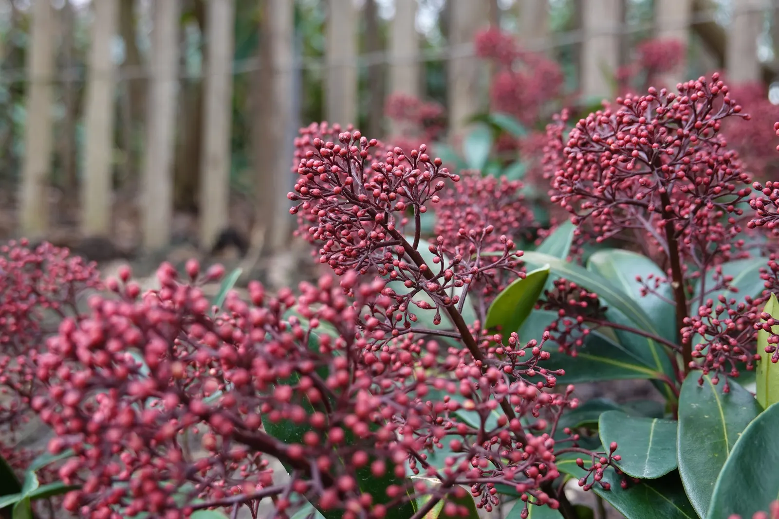 Japanese Skimmia (Skimmia Japonica) — aromatic fragrance.<br><br>In late winter to early spring