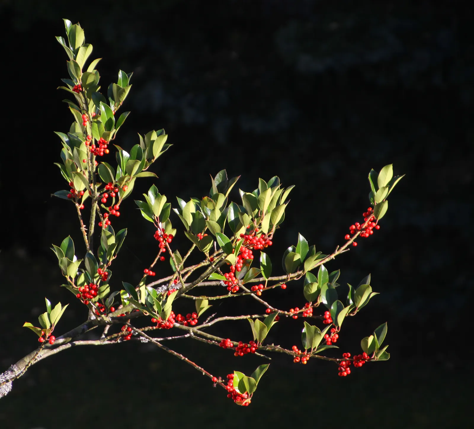 Japanese Skimmia (Skimmia Japonica) — Low maintenance and deer resistant, this plant excels in woodland gardens and shaded borders; typically measuring 2 to 4
