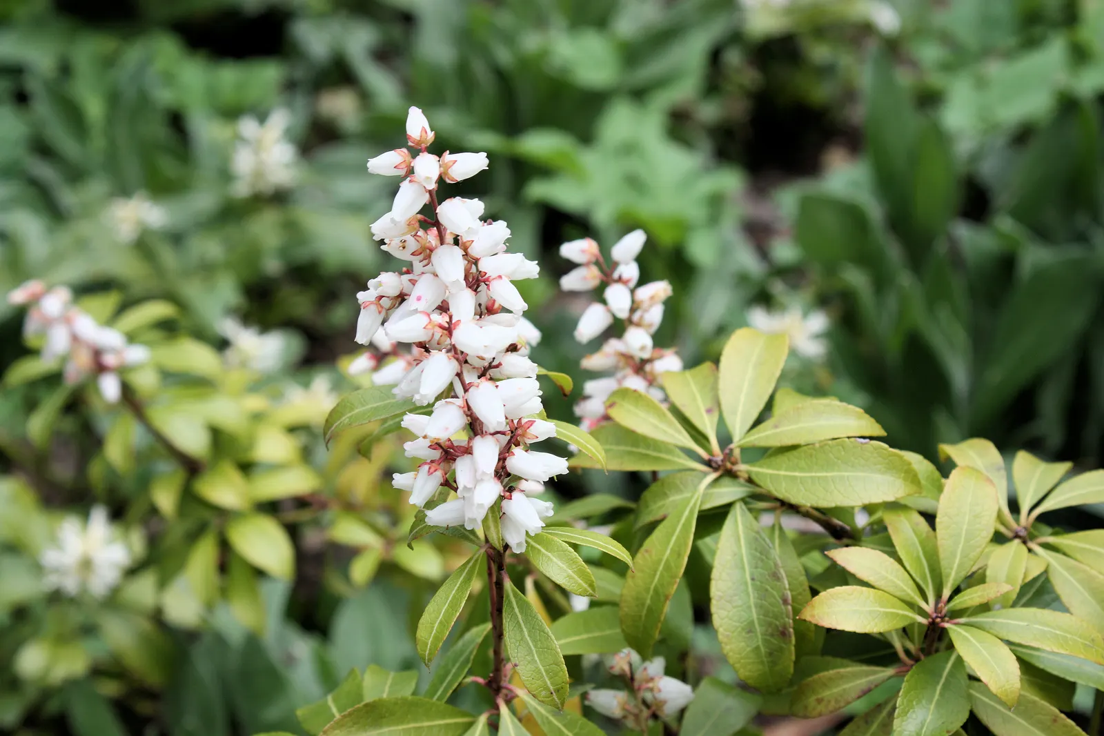 Japanese Skimmia (Skimmia Japonica) — moderately fertile soil with a slightly acidic to neutral pH
