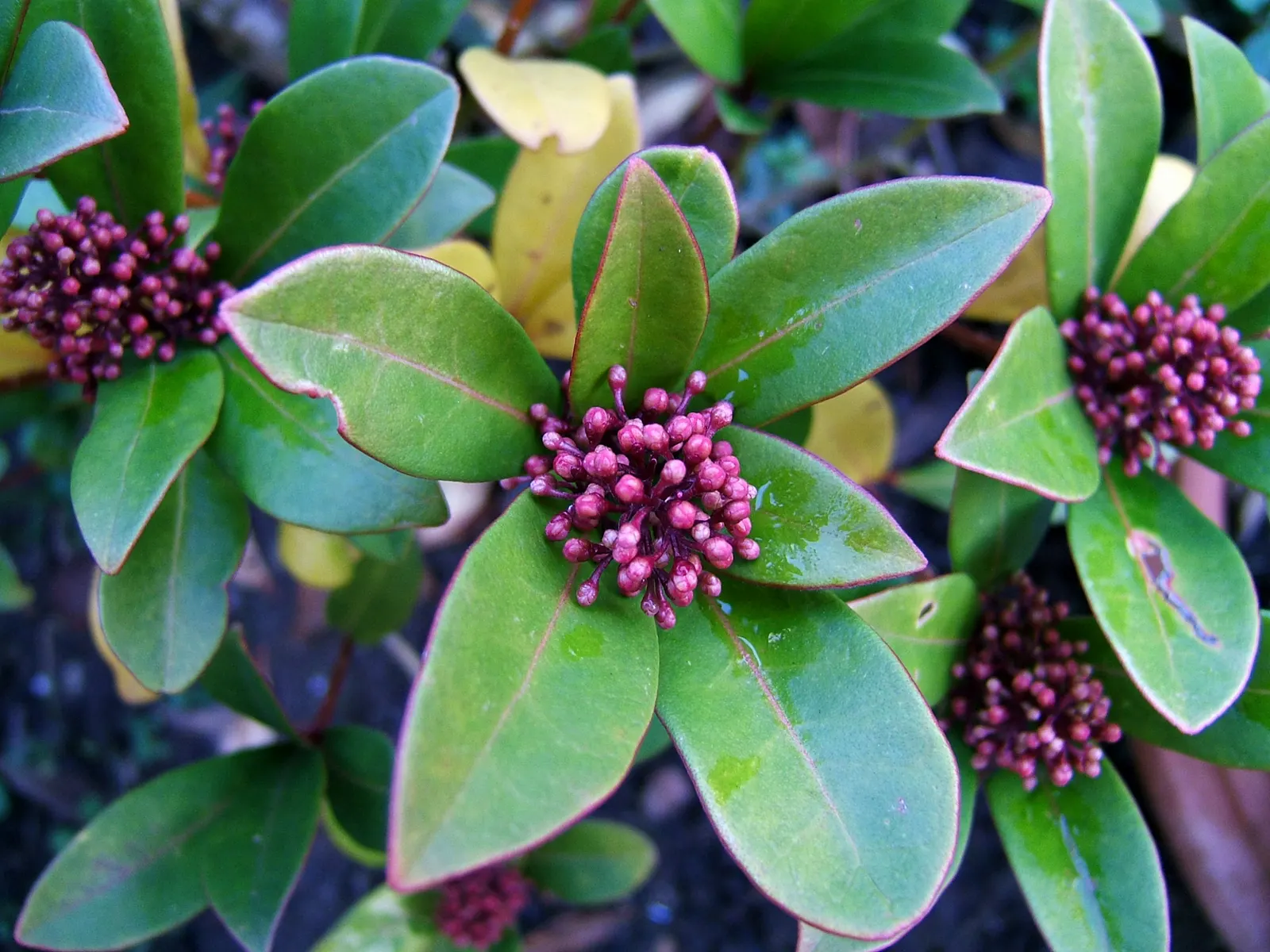 Japanese Skimmia (Skimmia Japonica) — broadleaf evergreen / shrub with white blooms; which open to white or pale pink blossoms