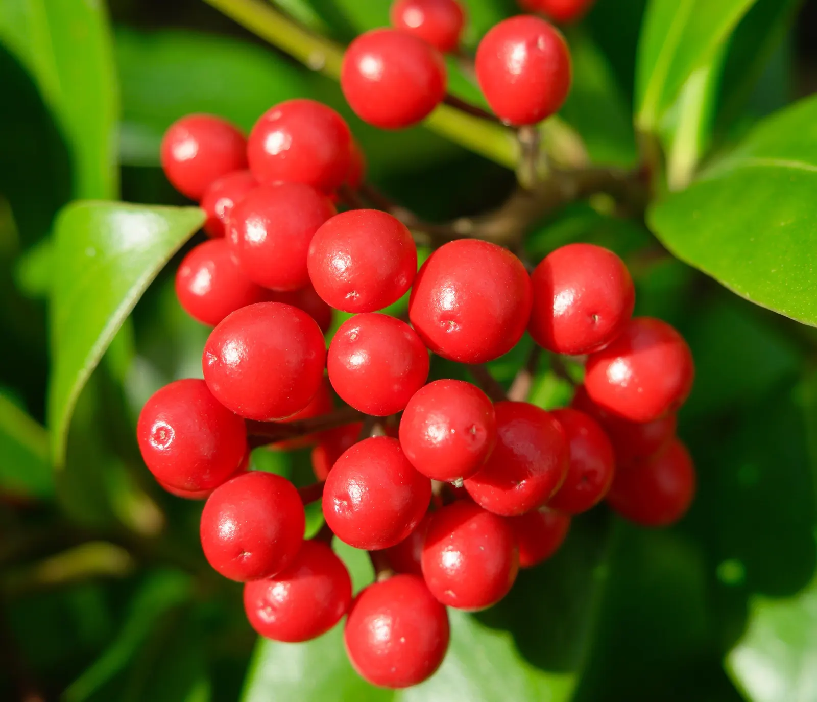Japanese Skimmia (Skimmia Japonica) — broadleaf evergreen / shrub with white blooms