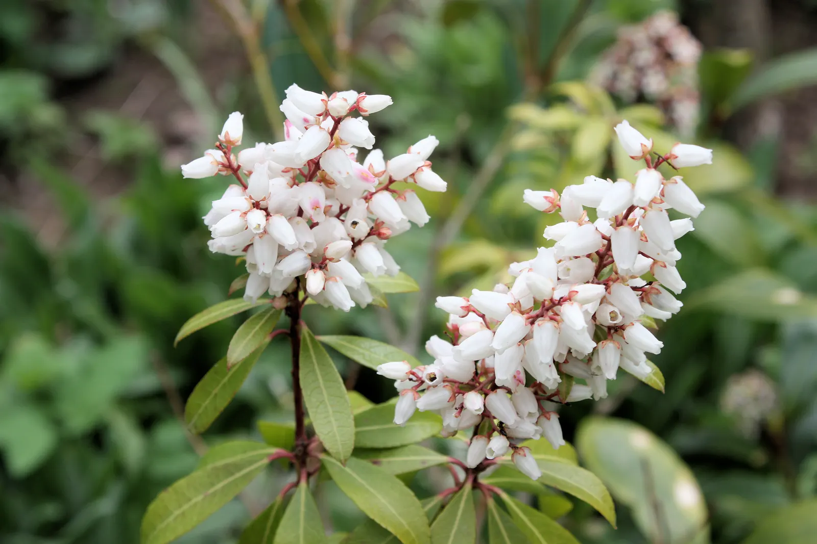 Japanese Skimmia (Skimmia Japonica) — Skimmia japonica exhibits a dense; for optimal health and appearance, it should be sheltered from harsh, drying winds and