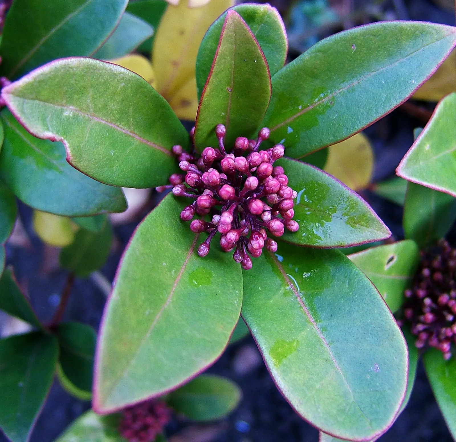 Japanese Skimmia (Skimmia Japonica) — will develop vibrant red berries that persist through winter; evergreen shrub that provides year-round interest in the