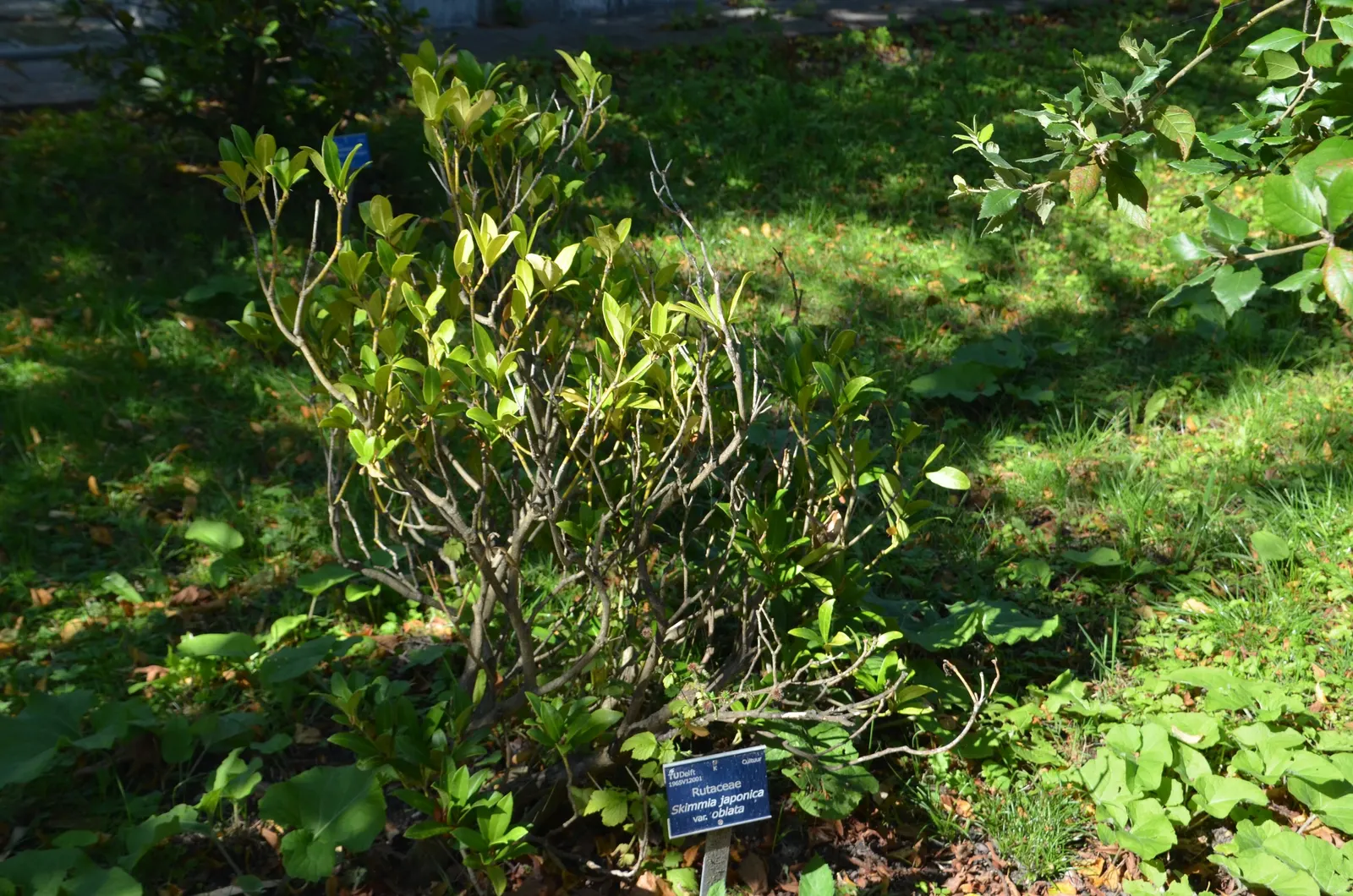 Japanese Skimmia (Skimmia Japonica) — Skimmia japonica exhibits a dense