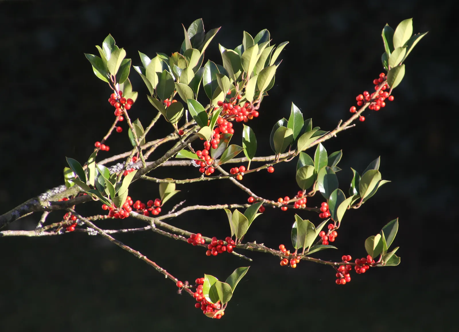 Japanese Skimmia (Skimmia Japonica) — is an evergreen shrub characterized by dark green; red berries adorn female plants if males are present
