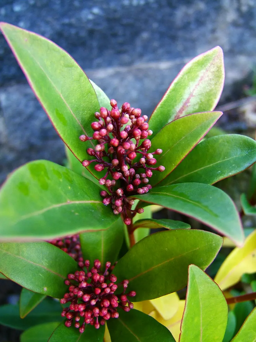 Japanese Skimmia (Skimmia Japonica) — this species produces tight clusters of reddish-bud flowers; white flowers in the garden