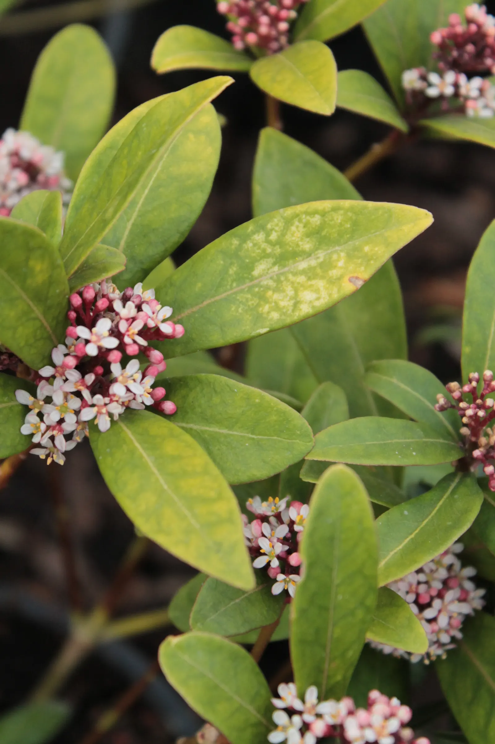 Japanese Skimmia (Skimmia Japonica) — Ideal in partial to full shade, it reaches 4 to 6 ft in height and width; this floral display not only adds a, image 55