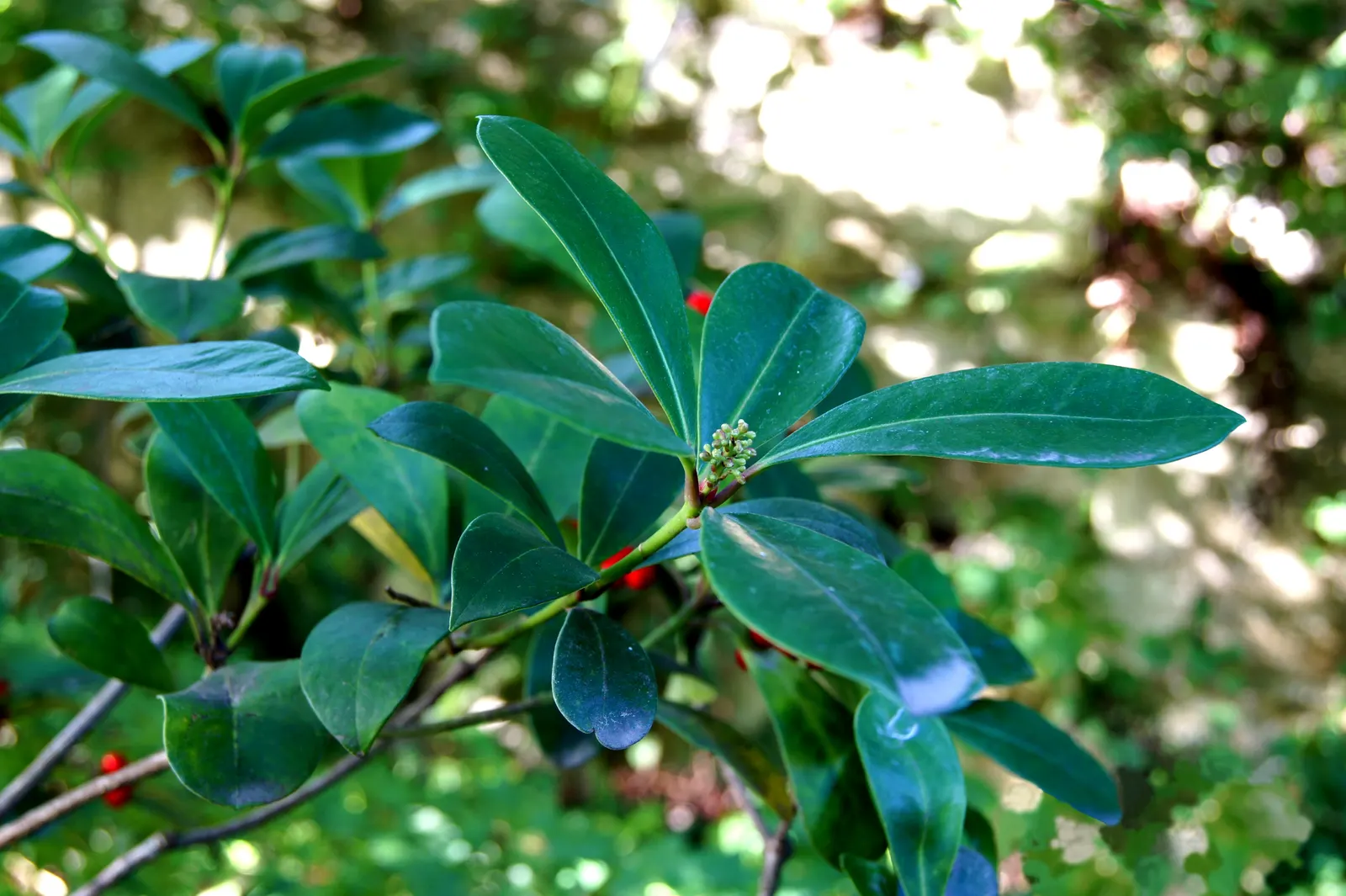 Japanese Skimmia (Skimmia Japonica) — moderately fertile soil with a slightly acidic to neutral pH; aromatic fragrance.<br><br>In late winter to early spring