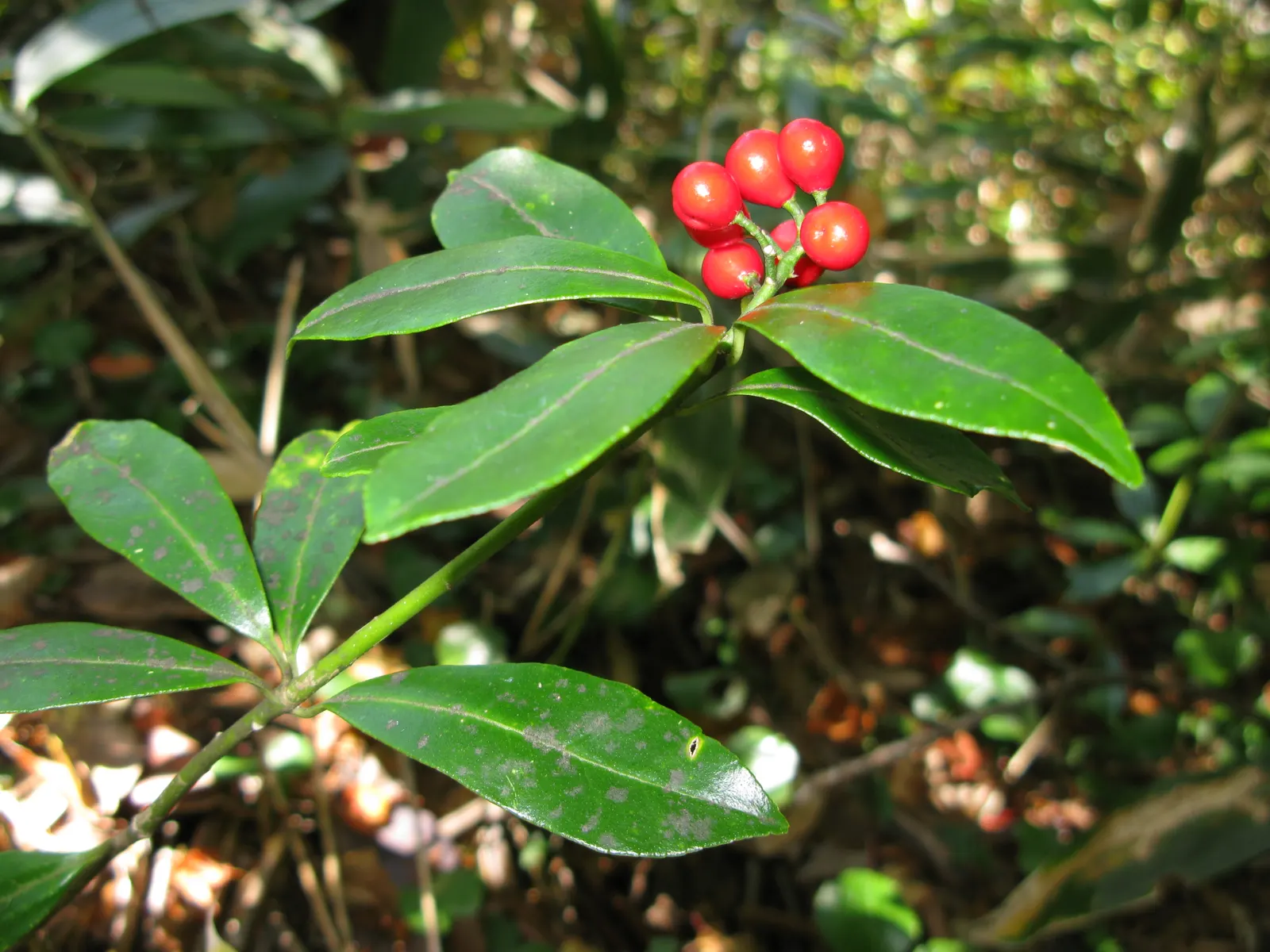Japanese Skimmia (Skimmia Japonica) — although it grows at a relatively slow rate.<br><br>Esteemed for its glossy; this species produces tight clusters of