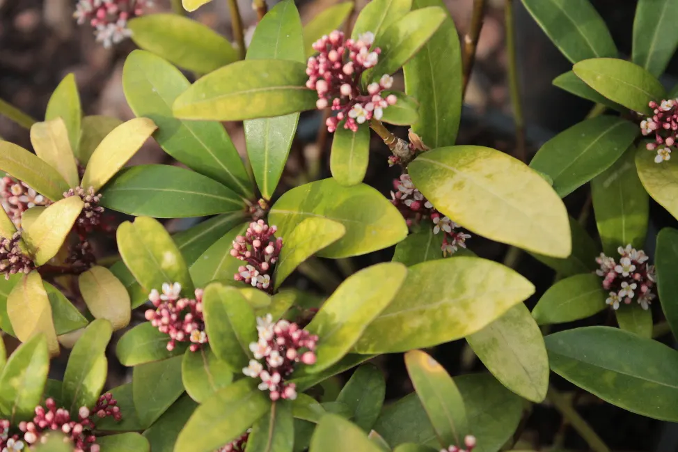 Japanese Skimmia (Skimmia Japonica) — white flowers in the garden; and can reach a mature size of about 4 to 6 feet in both height and spread