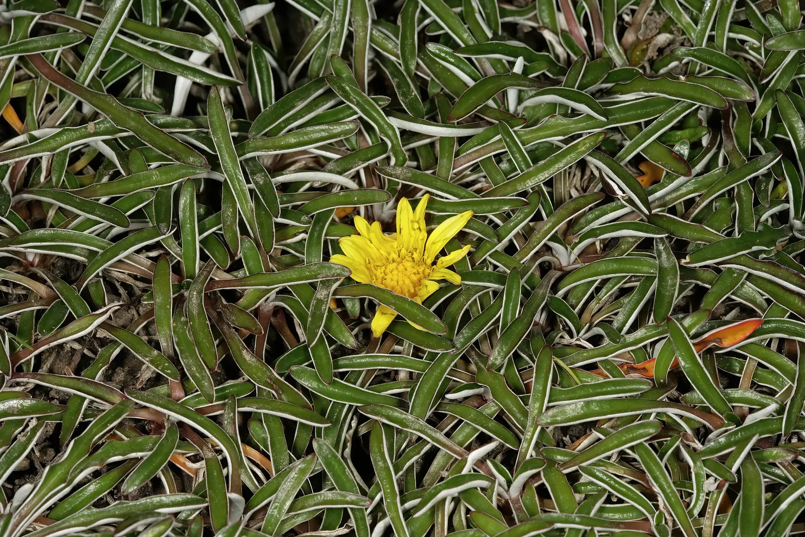 Dymondia, Rock Ditty (Dymondia Margaretae) — is a ground-hugging perennial prized for its tenacity and aesthetic appeal