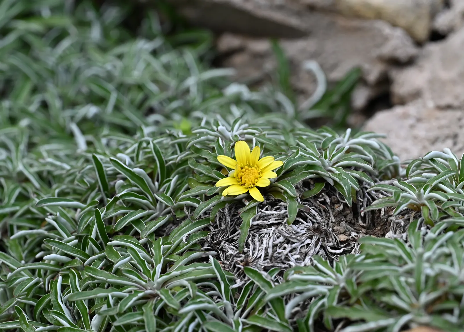 Dymondia, Rock Ditty (Dymondia Margaretae) — and blooms with yellow daisy-like flowers in summer