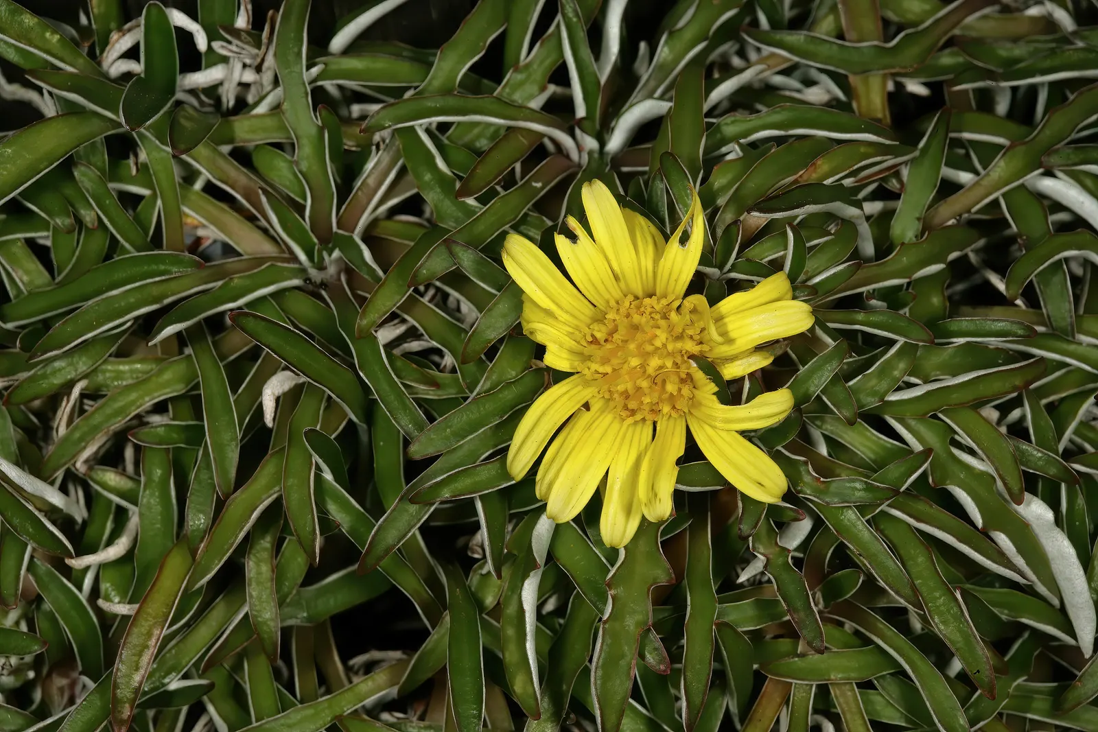 Dymondia, Rock Ditty (Dymondia Margaretae) — Ideal for pathways, it tolerates light foot traffic and has low water needs