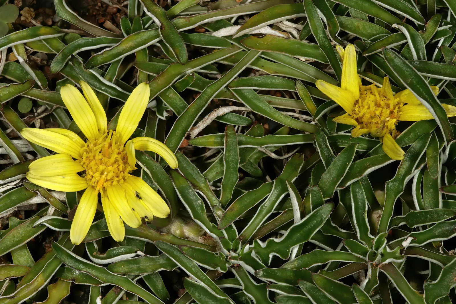 Dymondia, Rock Ditty (Dymondia Margaretae) — and reaches 2 inches tall with a 20-inch spread