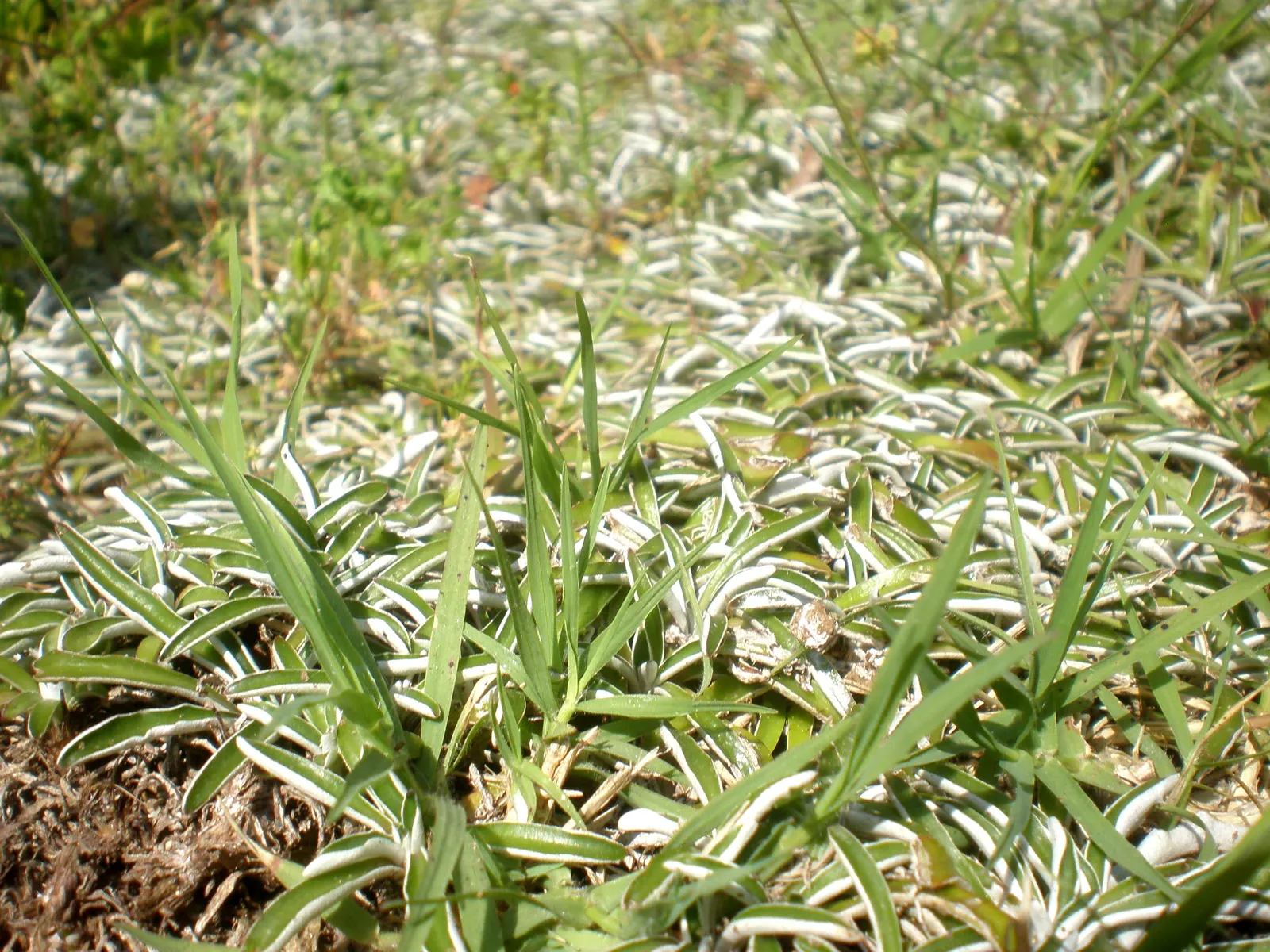 Dymondia, Rock Ditty (Dymondia Margaretae) — Thriving in USDA zones 9-11