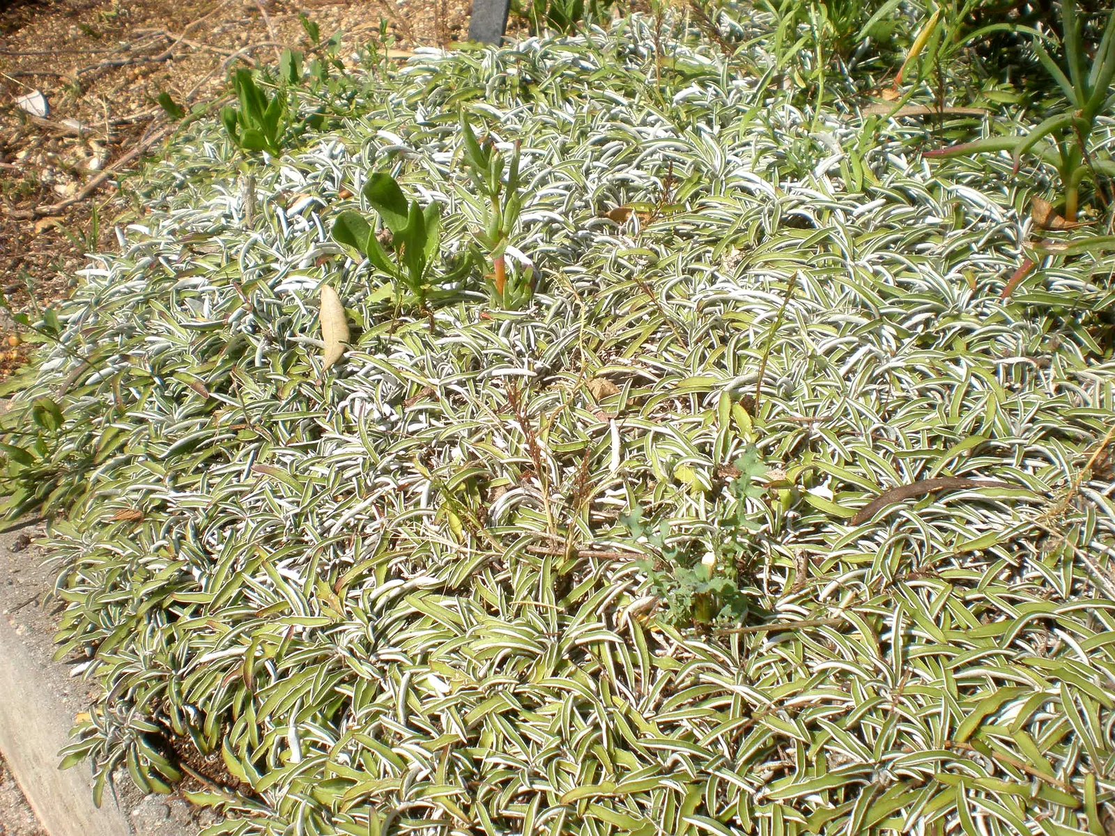 Dymondia, Rock Ditty (Dymondia Margaretae) — requires full sun to light shade