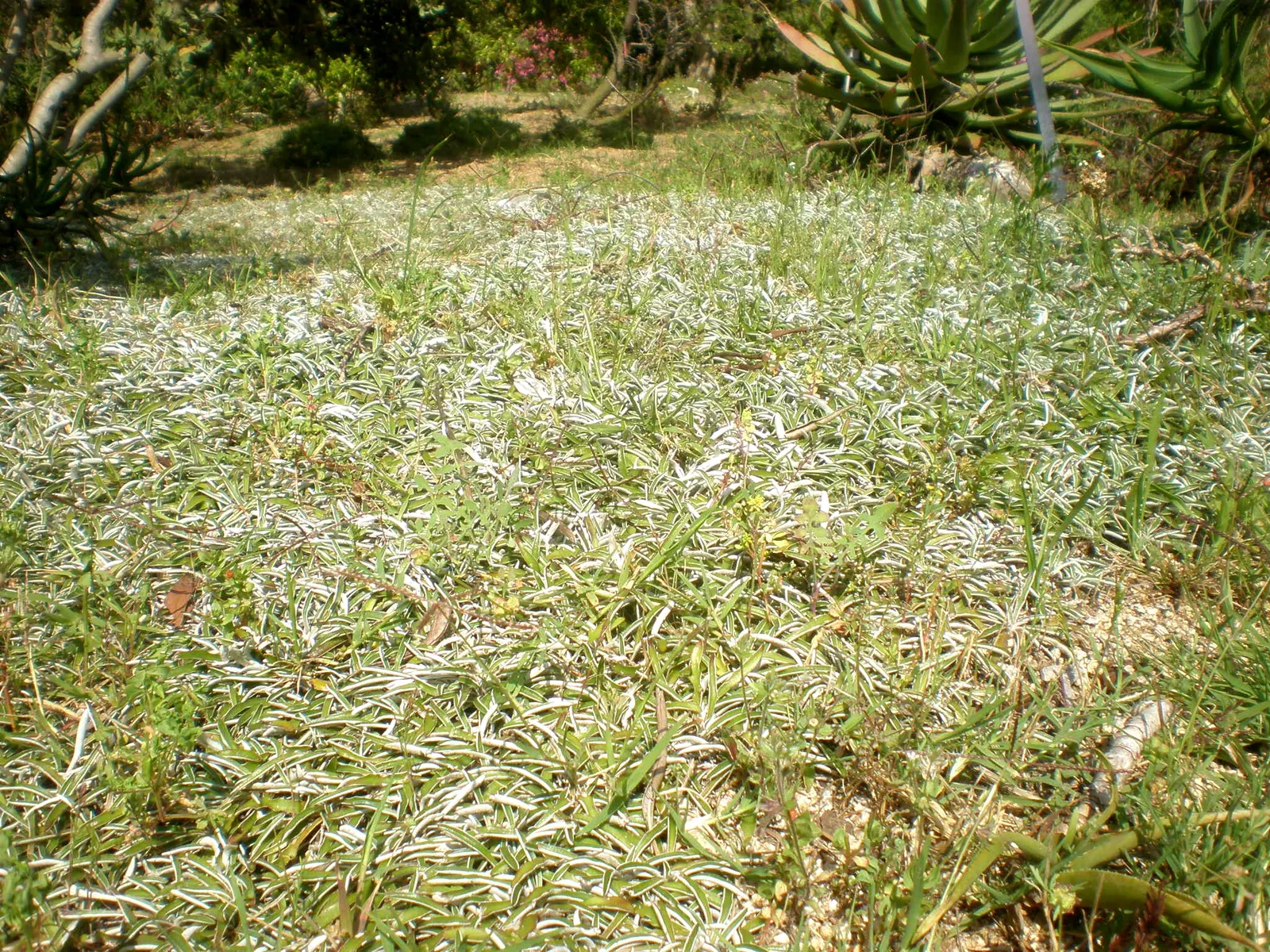 Dymondia, Rock Ditty (Dymondia Margaretae) — colloquially known as Silver Carpet or Rock Ditty