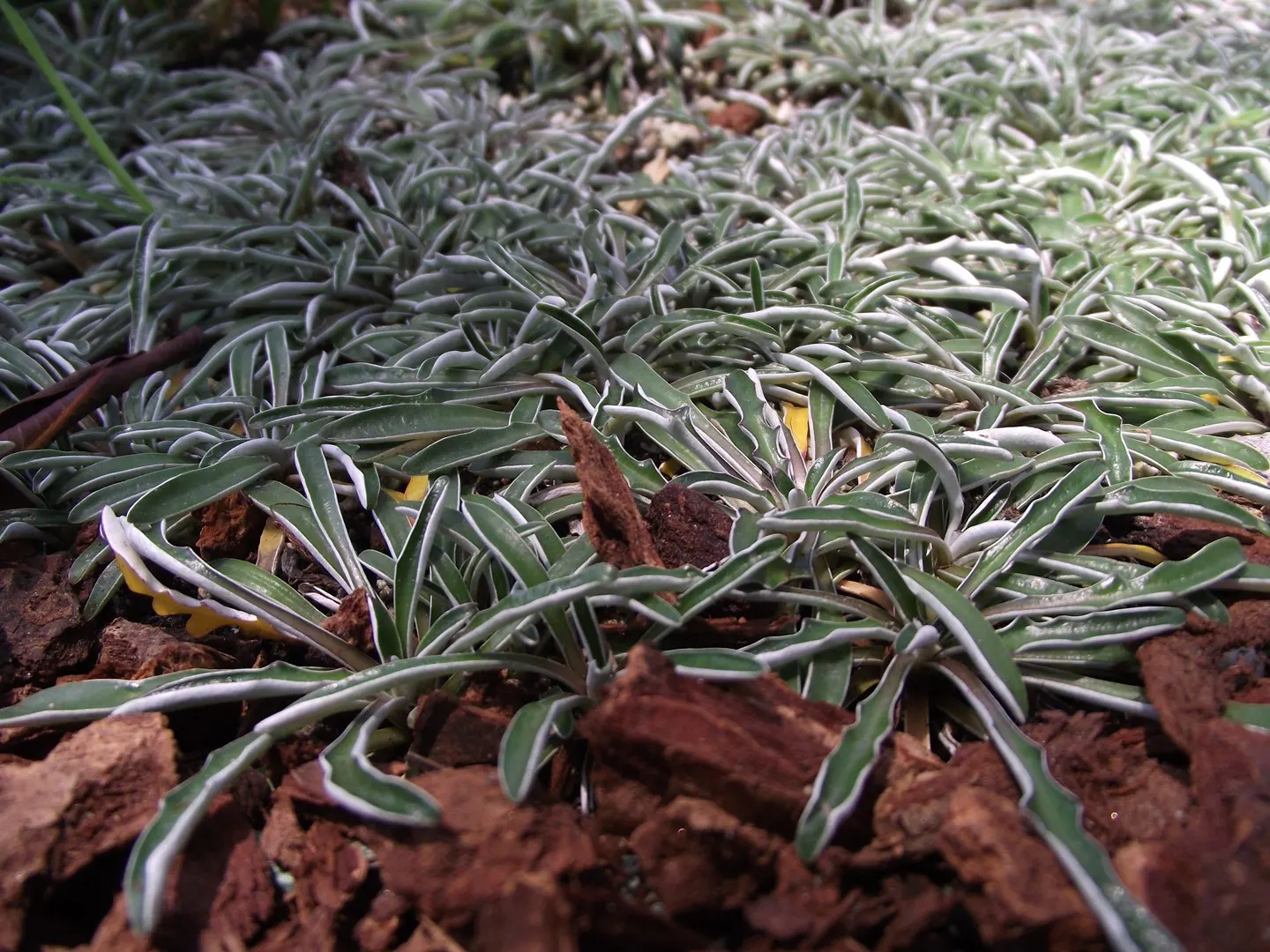 Dymondia, Rock Ditty (Dymondia Margaretae) — Dymondia margaretae, commonly called Silver Carpet or Rock Ditty, is a hardy, evergreen ground cover